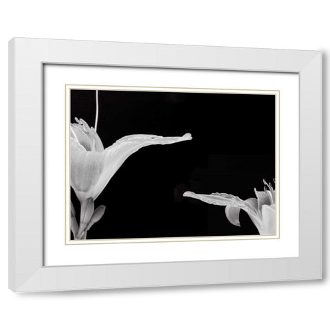 Lilies II White Modern Wood Framed Art Print with Double Matting by Christensen, Jim