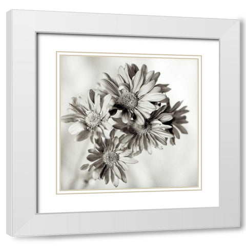 Florison - 40 White Modern Wood Framed Art Print with Double Matting by Blaustein, Alan