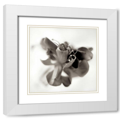 Florison - 37 White Modern Wood Framed Art Print with Double Matting by Blaustein, Alan