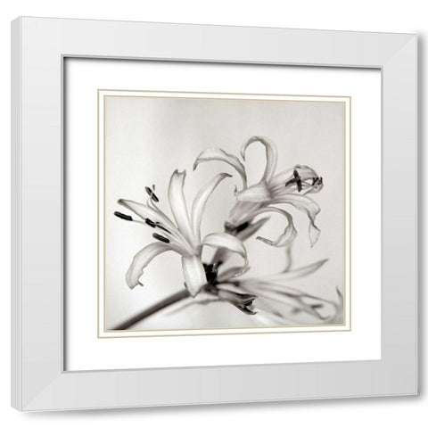 Florison - 34 White Modern Wood Framed Art Print with Double Matting by Blaustein, Alan