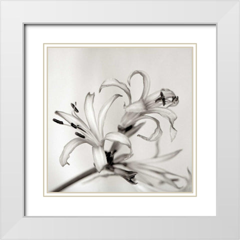 Florison - 34 White Modern Wood Framed Art Print with Double Matting by Blaustein, Alan