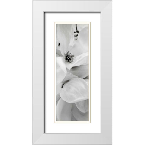 Magnolia - 1 White Modern Wood Framed Art Print with Double Matting by Blaustein, Alan