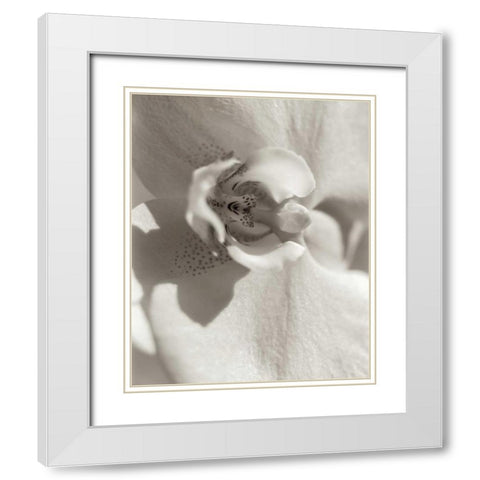 Florison - 8 White Modern Wood Framed Art Print with Double Matting by Blaustein, Alan