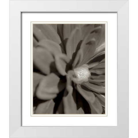 Florison - 6 White Modern Wood Framed Art Print with Double Matting by Blaustein, Alan