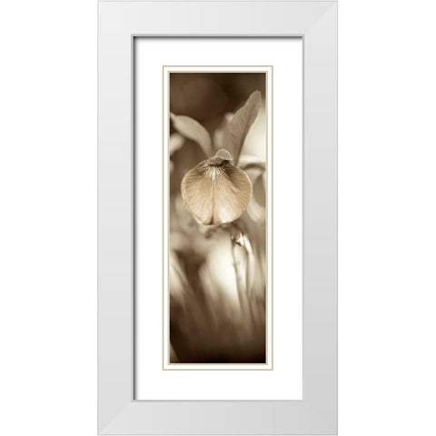 Florison - 73 White Modern Wood Framed Art Print with Double Matting by Blaustein, Alan