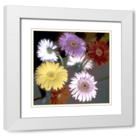 Floral Color - 6 White Modern Wood Framed Art Print with Double Matting by Blaustein, Alan