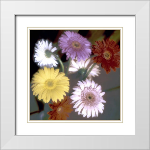Floral Color - 6 White Modern Wood Framed Art Print with Double Matting by Blaustein, Alan
