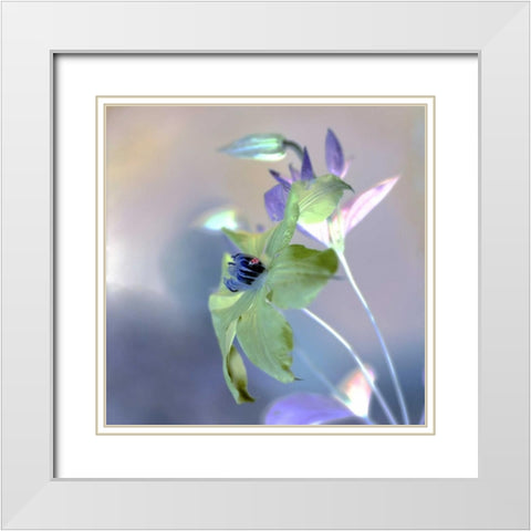 Floral Color - 9 White Modern Wood Framed Art Print with Double Matting by Blaustein, Alan