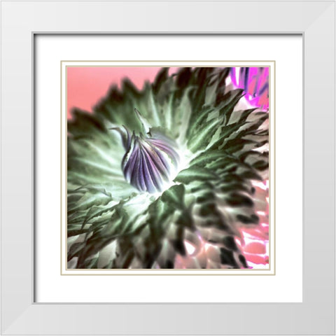 Floral Color - 11 White Modern Wood Framed Art Print with Double Matting by Blaustein, Alan