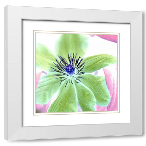 Floral Color- 12 White Modern Wood Framed Art Print with Double Matting by Blaustein, Alan