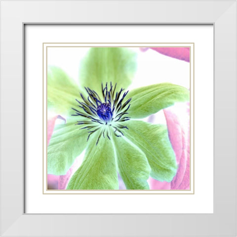 Floral Color- 12 White Modern Wood Framed Art Print with Double Matting by Blaustein, Alan