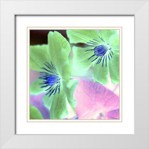 Floral Color - 13 White Modern Wood Framed Art Print with Double Matting by Blaustein, Alan