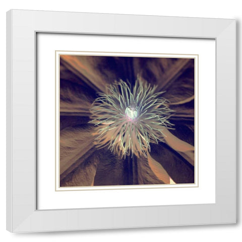 Floral Color - 15 White Modern Wood Framed Art Print with Double Matting by Blaustein, Alan