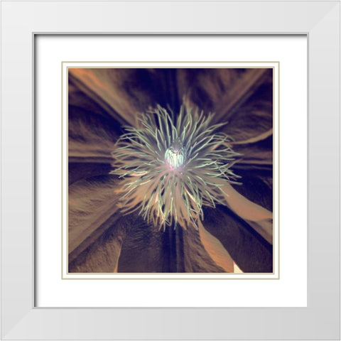 Floral Color - 15 White Modern Wood Framed Art Print with Double Matting by Blaustein, Alan