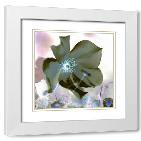 Floral Color - 16 White Modern Wood Framed Art Print with Double Matting by Blaustein, Alan