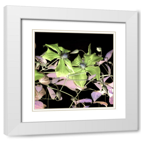 Floral Color - 17 White Modern Wood Framed Art Print with Double Matting by Blaustein, Alan
