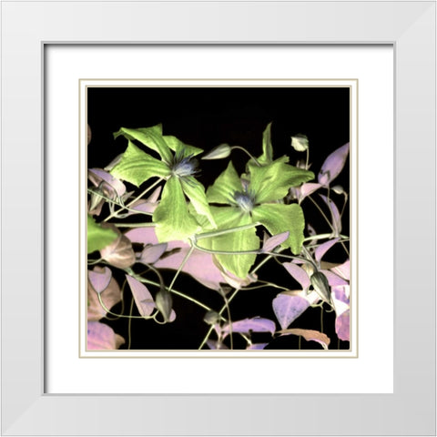 Floral Color - 17 White Modern Wood Framed Art Print with Double Matting by Blaustein, Alan