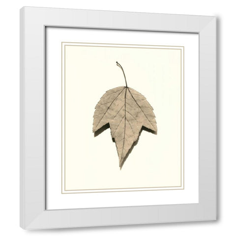 Red Maple White Modern Wood Framed Art Print with Double Matting by Blaustein, Alan
