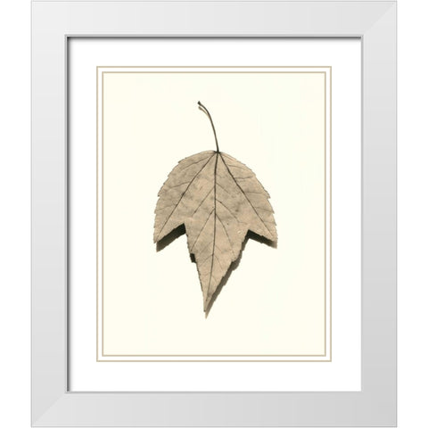 Red Maple White Modern Wood Framed Art Print with Double Matting by Blaustein, Alan