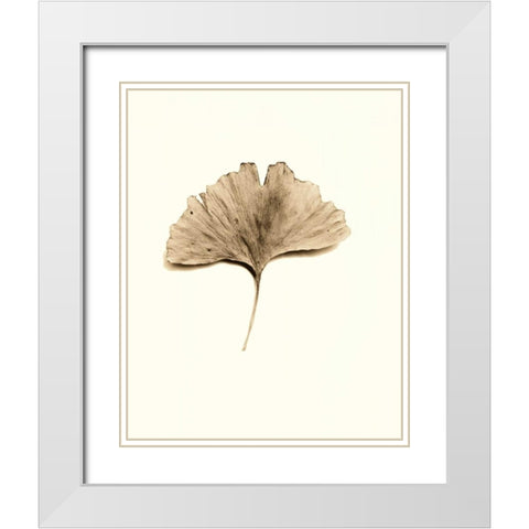 Ginkgo Leaf White Modern Wood Framed Art Print with Double Matting by Blaustein, Alan