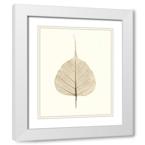 India Ficus White Modern Wood Framed Art Print with Double Matting by Blaustein, Alan