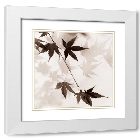 Japanese Maple Leaves No. 1 White Modern Wood Framed Art Print with Double Matting by Blaustein, Alan