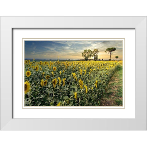 Cotona Sunflowers #3 White Modern Wood Framed Art Print with Double Matting by Blaustein, Alan