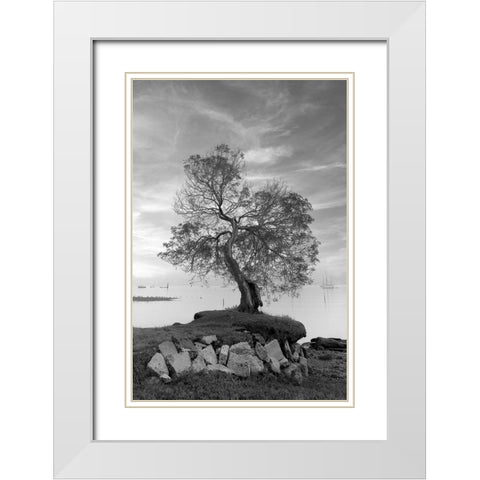 Coastal Oak Series No. 2 White Modern Wood Framed Art Print with Double Matting by Blaustein, Alan