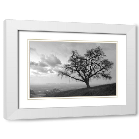 Coastal Oak Series No. 48 White Modern Wood Framed Art Print with Double Matting by Blaustein, Alan
