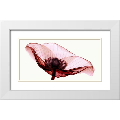 Anemone I White Modern Wood Framed Art Print with Double Matting by Coop, Robert