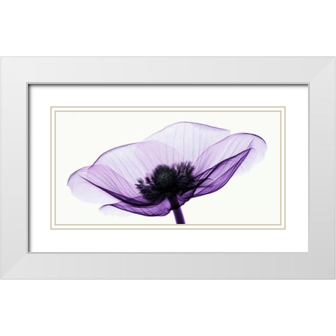 Anemone II White Modern Wood Framed Art Print with Double Matting by Coop, Robert