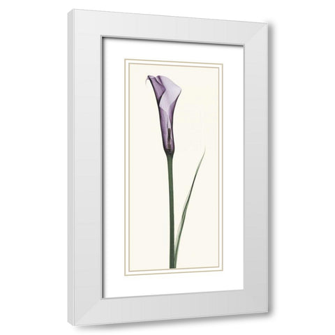 Calla Lily White Modern Wood Framed Art Print with Double Matting by Coop, Robert