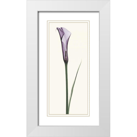 Calla Lily White Modern Wood Framed Art Print with Double Matting by Coop, Robert