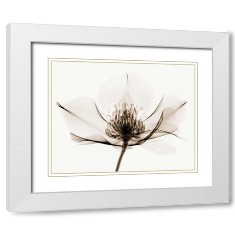 Hellebore I White Modern Wood Framed Art Print with Double Matting by Coop, Robert