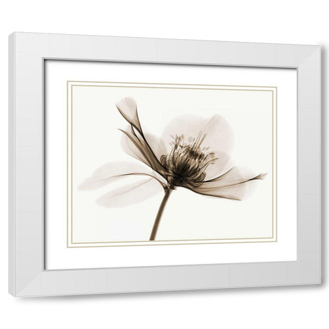 Hellebore II White Modern Wood Framed Art Print with Double Matting by Coop, Robert