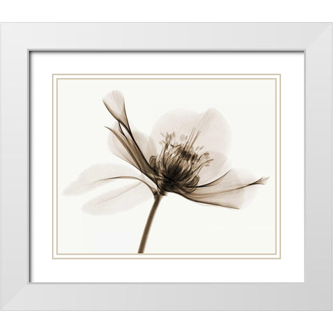 Hellebore II White Modern Wood Framed Art Print with Double Matting by Coop, Robert
