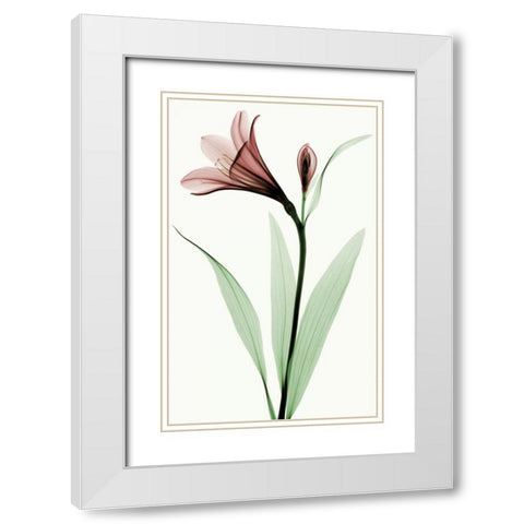 Lily I White Modern Wood Framed Art Print with Double Matting by Coop, Robert
