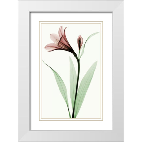 Lily I White Modern Wood Framed Art Print with Double Matting by Coop, Robert
