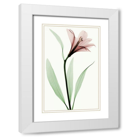 Lily II White Modern Wood Framed Art Print with Double Matting by Coop, Robert