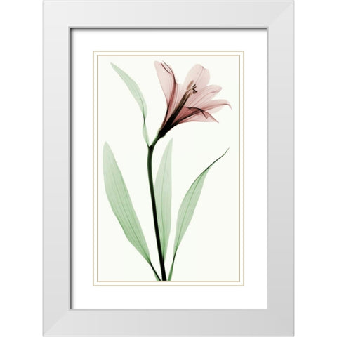 Lily II White Modern Wood Framed Art Print with Double Matting by Coop, Robert