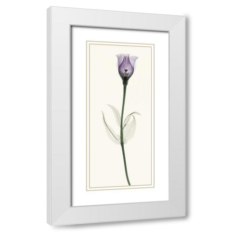 Lisianthus White Modern Wood Framed Art Print with Double Matting by Coop, Robert