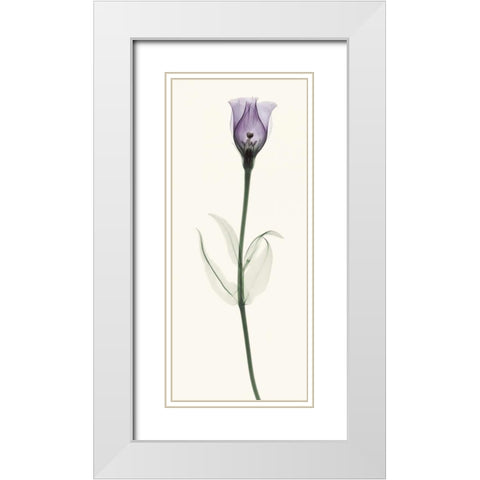 Lisianthus White Modern Wood Framed Art Print with Double Matting by Coop, Robert