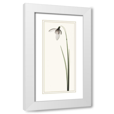 Snowdrop I White Modern Wood Framed Art Print with Double Matting by Coop, Robert