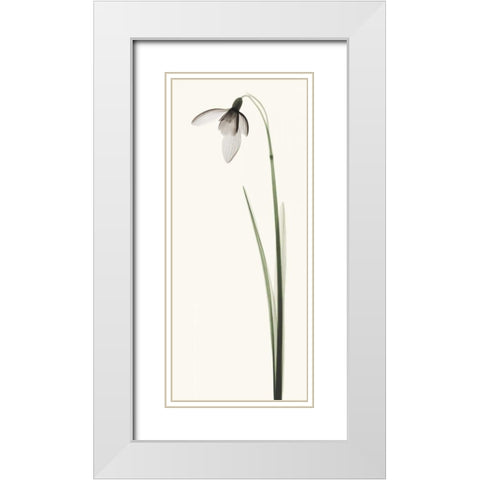 Snowdrop I White Modern Wood Framed Art Print with Double Matting by Coop, Robert