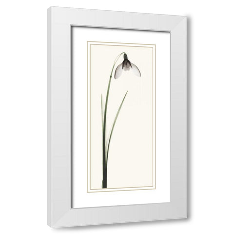 Snowdrop II White Modern Wood Framed Art Print with Double Matting by Coop, Robert