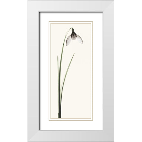 Snowdrop II White Modern Wood Framed Art Print with Double Matting by Coop, Robert