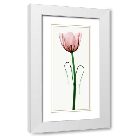 Tulip I White Modern Wood Framed Art Print with Double Matting by Coop, Robert