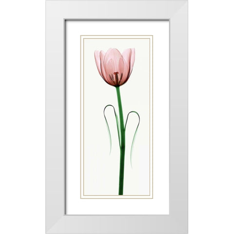 Tulip I White Modern Wood Framed Art Print with Double Matting by Coop, Robert