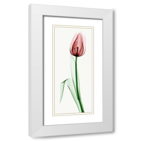 Tulip II White Modern Wood Framed Art Print with Double Matting by Coop, Robert