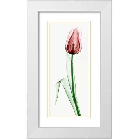 Tulip II White Modern Wood Framed Art Print with Double Matting by Coop, Robert